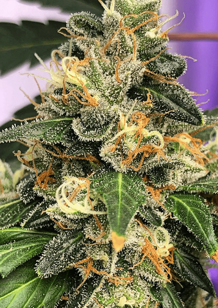 Lemon Kush Strain Burning Bush Nurseries